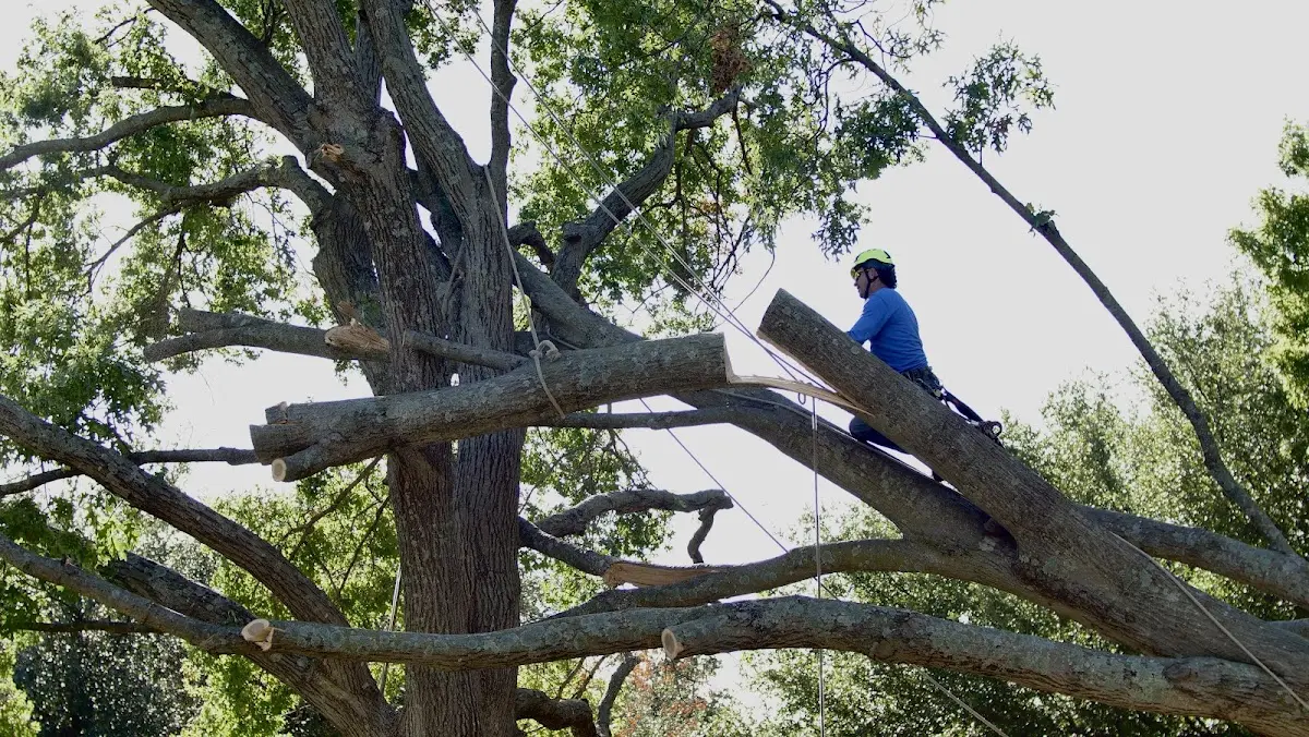 Professional Crown Thinning performed by certified arborists in Del Rey